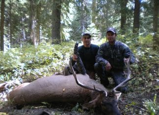 Calling Quiet Elk paul ii 2010 bull - 10